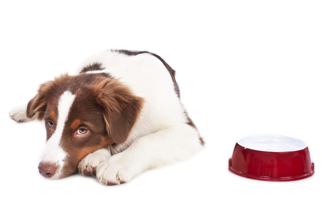 愛犬がモグワンのドッグフードを食べない 食欲不振の原因と対処法